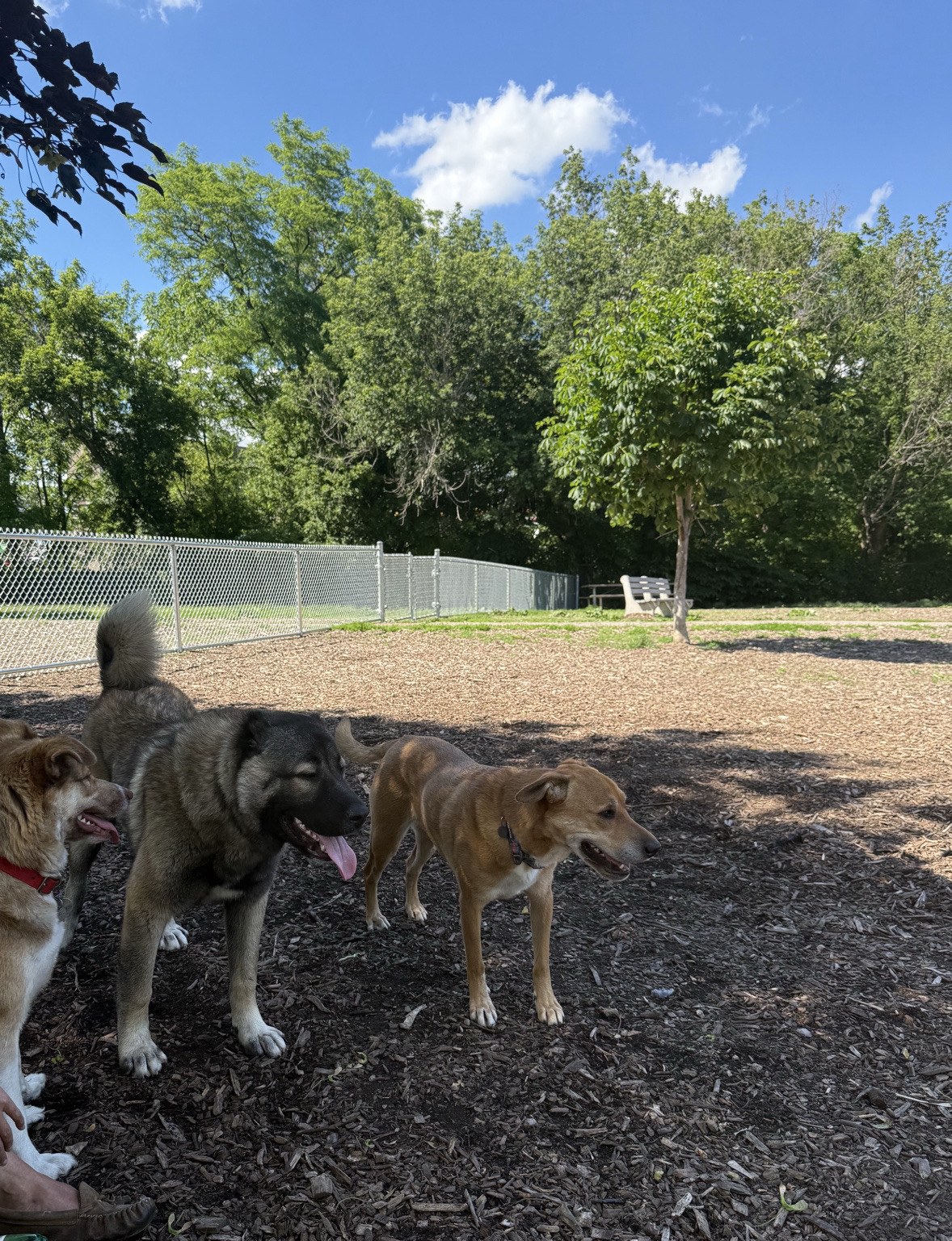 Three dogs in the main/general-use area of Hill Street Dog Park, with the newly fenced small-dog area visible beyond.