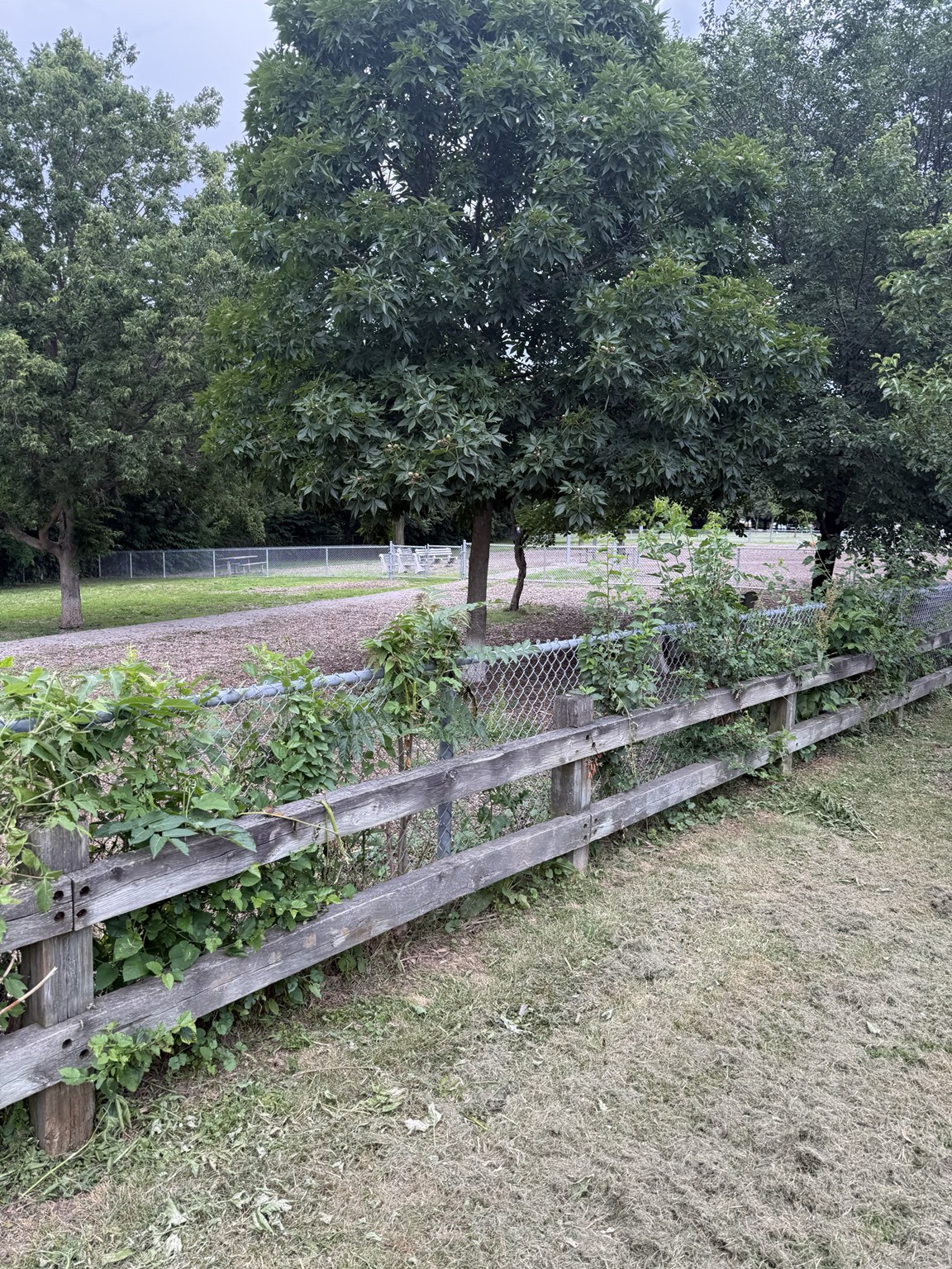 Contextual exterior view of Hill Street Dog Park showing the park's trees, paths and internal fencing.