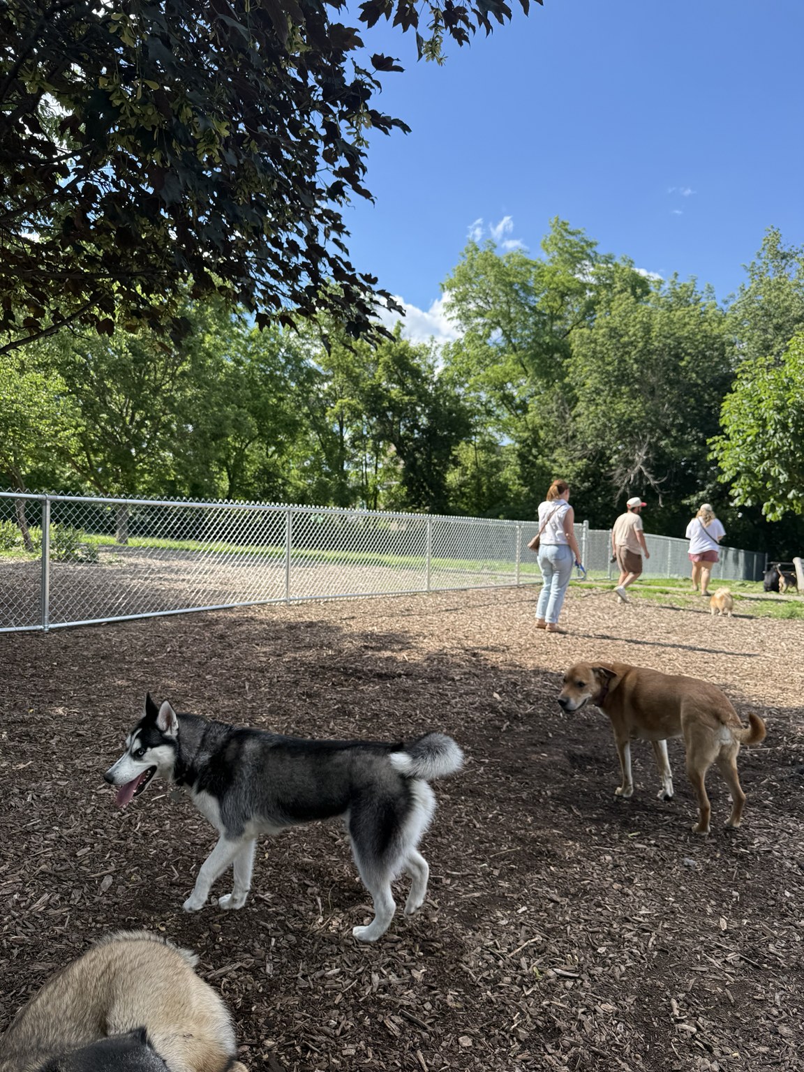 Dogs and park users in the main/general-use area of Hill Street Dog Park, with the permanent dividing fence visible behind them.