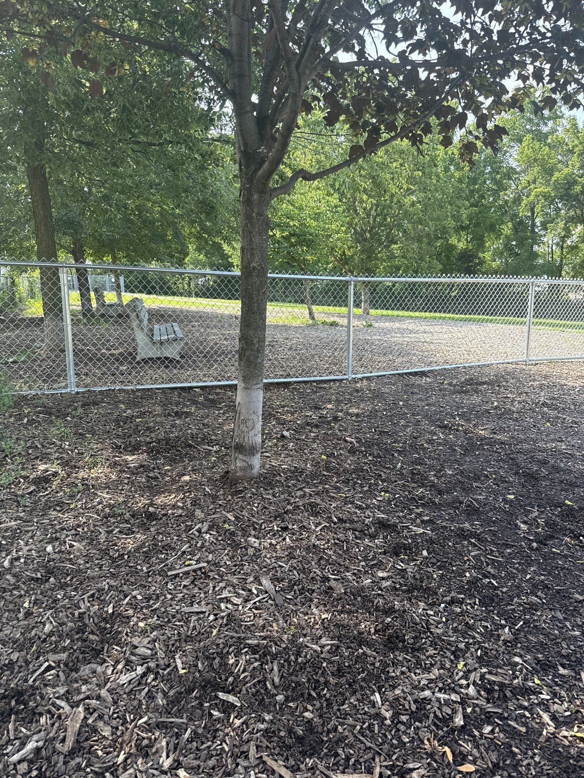 Interior view of the small-dog area at Hill Street Dog Park, showing the dividing fence, a bench, and surrounding trees.